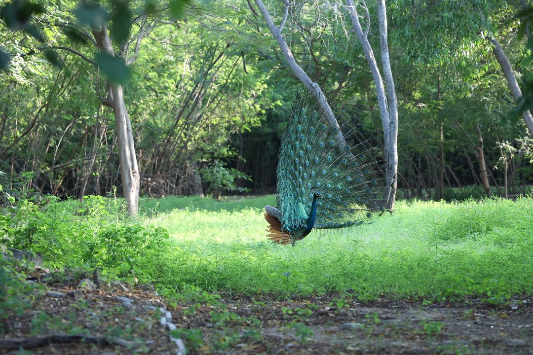 Green Spaces
